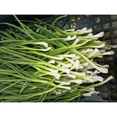 [당일손질 & 아이스(보냉)박스] 국내산 깐쪽파 손질쪽파, 500g, 1박스