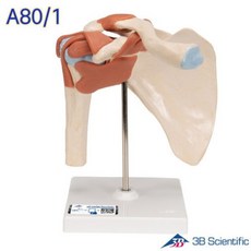 -3B Scientific 인체모형 인대가 있는 고급형 어깨관절모형 견관절 A80/1, 1개