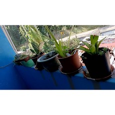 多種多盆多年生仙人掌盆栽 (小心刺) - 整盆出售 議價, 1個, 參考3