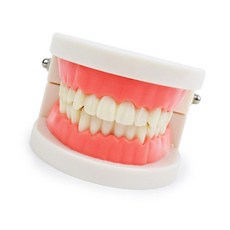 더라움몰 치아 모형 보건교육자료