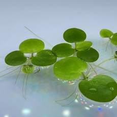 아마존프로그비트 8촉 부상수초 수초키우기 새우놀이터, 아마존프로그비트8촉, 1개