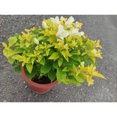 2024新品種7吋 金葉白九重葛/三角梅 - 唯美仙系藤系盆栽，一盆一枝樹枝苗，植栽花盆好心情, 1個, 金葉白