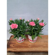 향기카네이션 오스카/핑크, 1개