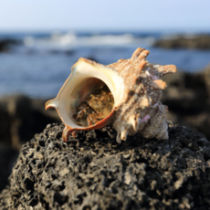 남해안 자연산 뿔소라 제철신선 해산물, 1세트, 1kg