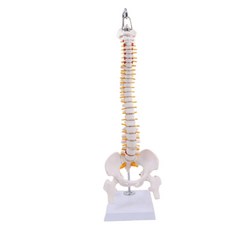 척추모형 인체뼈모형 교육용 해부학 실습용 인체모형교구 성인 척 45cm 걸이형 골반과 종아리뼈, 1개