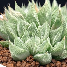 特毛 紫繪卷 hybrid 多肉植物 現取芽 療癒系盆栽 居家辦公室綠植, 1個, 紫