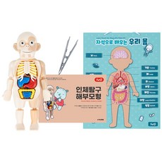 우리몸 탐구활동 2종세트 인체해부모형+활동지+자석으로배우는우리몸, 1개