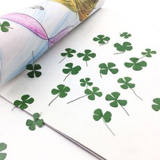 미즈코스 24매 생화 네잎클로버 압화 진공 포장 레진 아트 행운 선물, 진녹색 24매