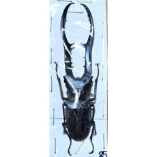 메탈리퍼가위사슴벌레 청색/흑색형 [L-3-46] 곤충표본, 50~54mm, 1개