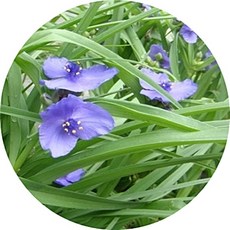 자주달개비/야생달개비/Tradescantia reflexa/5치포트화분/야생화/노지월동, 1개, 달개비보라색