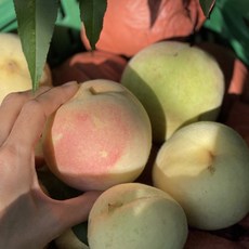 [싱싱냠냠] 산지직송 햇 복숭아, 1박스, 1kg(2-5과)