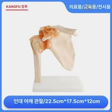 팔꿈치모형 인대 신체 모형 해부학 교육용 정형외과 실습 교구, C. 인대 어깨 관절