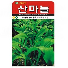 아람종묘 산마늘 씨앗 50립, 1개
