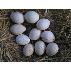 부화용 칠면조 유정란1판(10개)