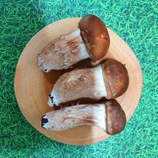 무농약 참송이 버섯 송이버섯 선물용 특품 상품 가정용, 1박스, 가정용 1kg
