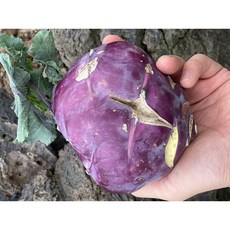 <제주빛가람> 제주산 콜라비 못생겼지만 최고로 맛나는 콜라비, 1박스, 3kg