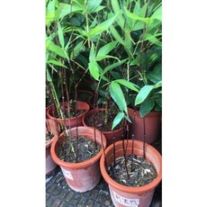 霏霏園藝 刺紅黑竹 7吋盆 900元, 1個