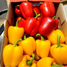 정든농산 노란 빨간 파프리카 못난이 미니, 못난이 혼합(빨강+노랑), 1박스, 5kg