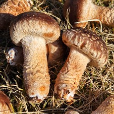 솔리 송화버섯 국산, 1박스, 가정용500g