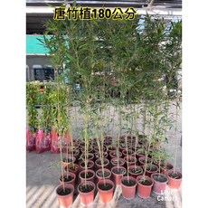 霏霏園藝唐竹 株高180公分 庭院造景圍籬首選 特價350元