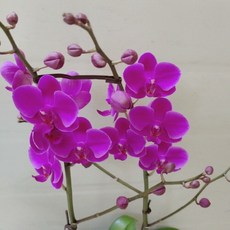 [성심] 초특가-만천홍(서양난)199, 카드메시지, 1개