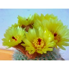 팅커벨소정선인장 소, 1개