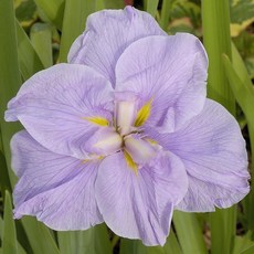 [오늘의정원] 엔사타 아이리스 오토메 카가미 숙근1개 노지월동 다년생, 1개