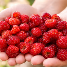 [100%당일수확] 국내산 청도 산딸기 생과 산지직송 산딸기청 잼 요거트 토핑, 1개, 250g x 3팩