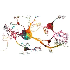 쿠쿠스토어 해부학 근육 구조 포스터 교육 아트 프린트 인테리어 디자인 벽 장식 컬렉션 가정 및 클리닉에, 03 20x30cm No Frame, 03 20x30cm No Frame