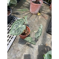 霏霏園藝 圓葉花燭 6-7吋盆 大葉, 1個