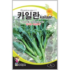 카일란 4g / 카일란씨앗 채심씨 중국케일 이색채소 종자 주말농장 베란다텃밭, 1개