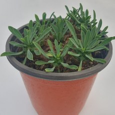 [앨리다육코리아] 독특한 구근형 줄기 다육식물 아미산 화분크기 9cm