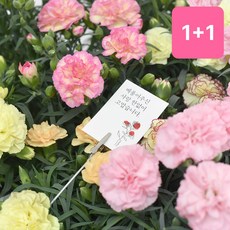 마이플랜트 카네이션 소형 1+1 야생화 꽃모종 봄꽃, 1개, 붉은 계열+핑크 계열