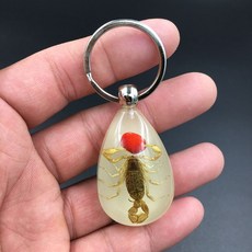 곤충 표본 펜던트 열쇠고리 관찰 학습 성장 실제 과학, 팥 노란 전갈