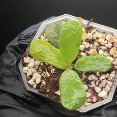 호야 로툰디플로라 동일품배송