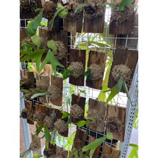 P老闆園藝 鹿角蕨 品種隨機出貨 上板植物, 1個