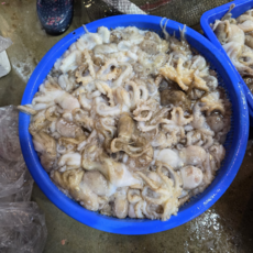 [산지특송] 서해안 제철 생물 쭈꾸미 1kg, 1개, 1kg(7-15미내외)
