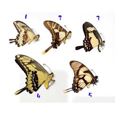蟲新發現 蝴蝶標本A1 南美鳳蝶五種 未展翅乾貨，科學研究收藏級別, 3