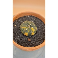 투구금 선인장 Astrophytum asterias nudum variegata