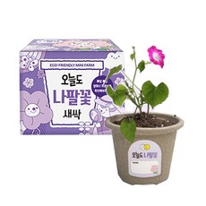 오늘도새싹 나팔꽃 키우기