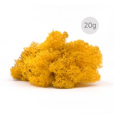 비오스 천연이끼 공기정화식물 손질된 모스 소분이끼 스칸디아모스 20g, 7번