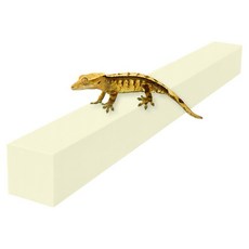레몽크리프 도마뱀 파충류 크레스티드게코 EVA 고밀도백업 3x3cm 아이보리 50cm 1개