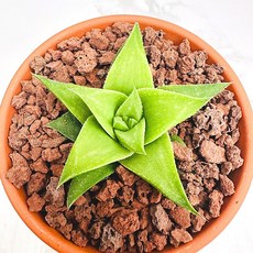 오층탑 농장직송 산아래 다육이 생명력최고 키우기쉬운 공기정화 전자파차단 하월시아 다육 식물 선인장, 1개, 럭셔리