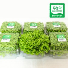 개별포장 이자벨 무농약 유럽상추 샐러드채소 쌈채소 당일수확 산지직송 선물포장 리피, 6개, 110g