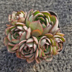 봄의정원 양진 다육, 1개