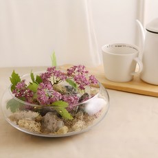 格拉斯科酋長, 透明, 1個