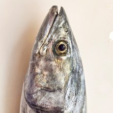 국내산 동해안 대삼치 제철 특대 손질 구이 필렛, 1개, 1.8kg이내 필렛