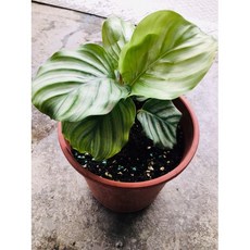 霏霏園藝 青蘋果竹竽，5吋盆, 1個