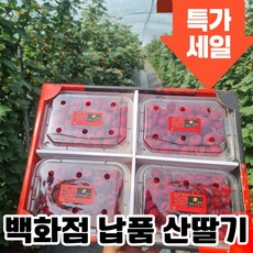 [26년첫수확] 생 산딸기 생과 특품, 1개, 250g