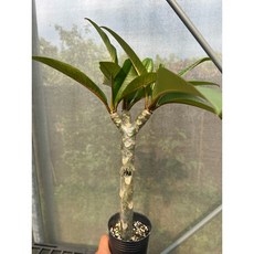 花痴植人 棕色鑽石Phet Pachapron 雞蛋花 緊湊種 普龍貢, 1個, 圖示大小的扦插穩根苗